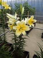 [1743 Serano No02.JPG]